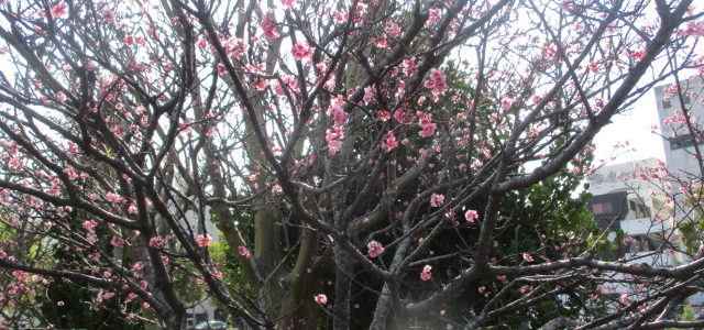 桜を見に行こう！！